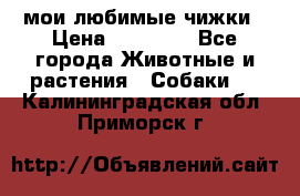 мои любимые чижки › Цена ­ 15 000 - Все города Животные и растения » Собаки   . Калининградская обл.,Приморск г.